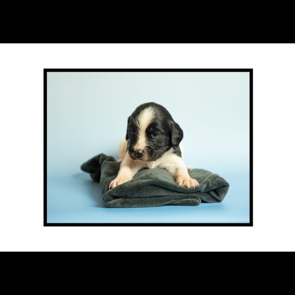 English Springer Spaniel