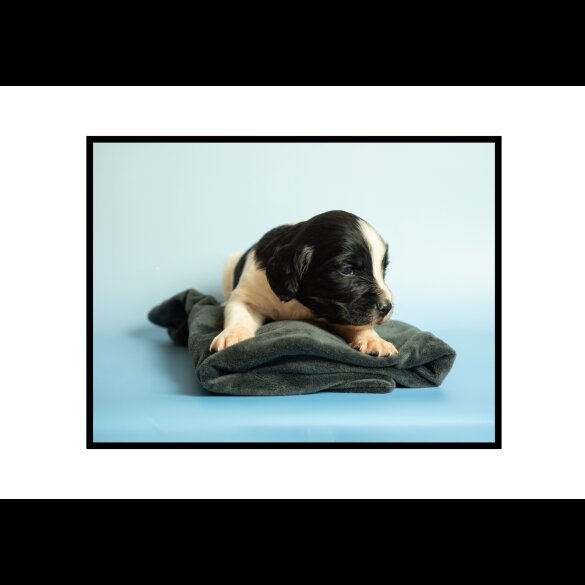 English Springer Spaniel