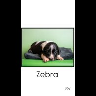 English Springer Spaniel