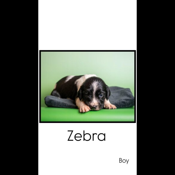 English Springer Spaniel