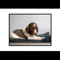 English Springer Spaniel