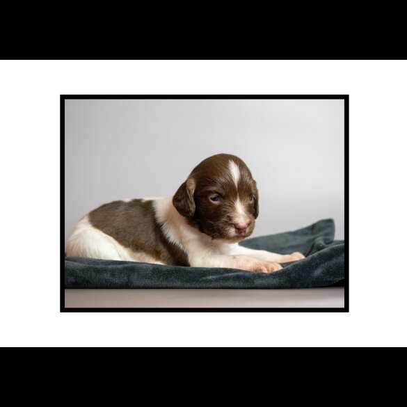 English Springer Spaniel