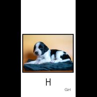 English Springer Spaniel