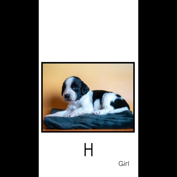 English Springer Spaniel