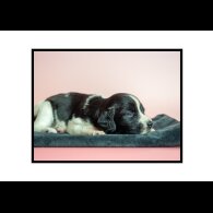 English Springer Spaniel