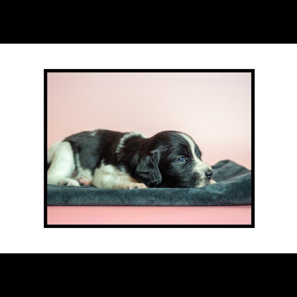 English Springer Spaniel