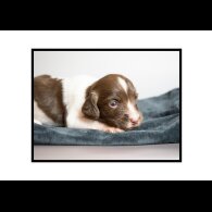 English Springer Spaniel