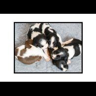 English Springer Spaniel