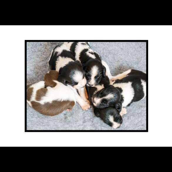 English Springer Spaniel