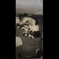 English Springer Spaniel