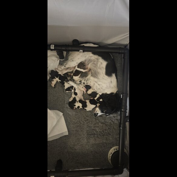 English Springer Spaniel