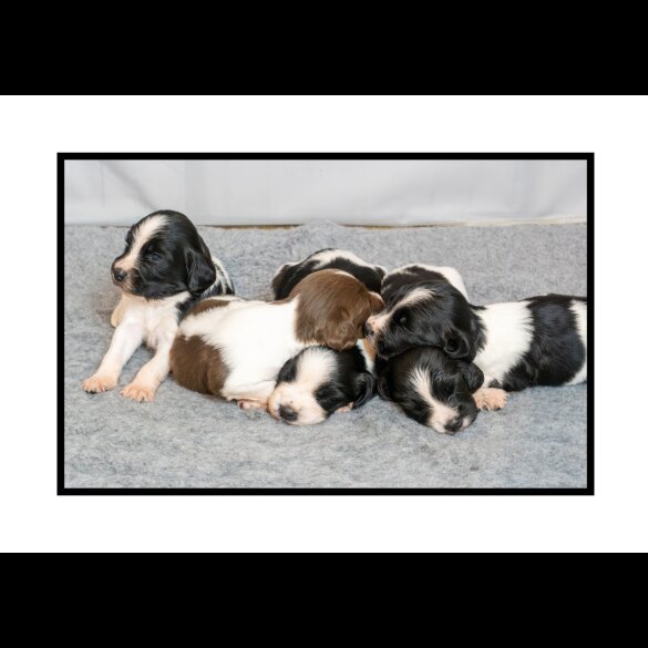 English Springer Spaniel