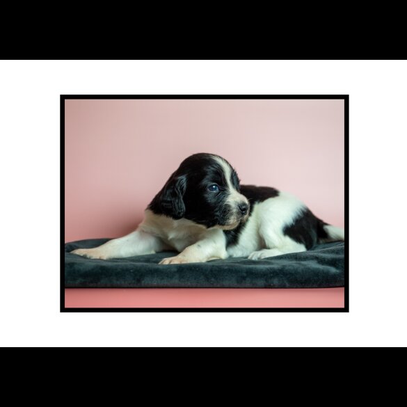 English Springer Spaniel