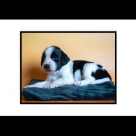 English Springer Spaniel