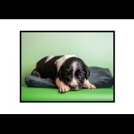 English Springer Spaniel