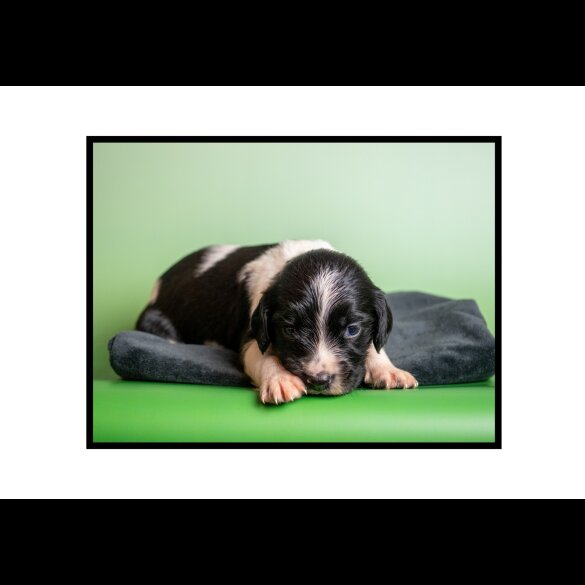 English Springer Spaniel