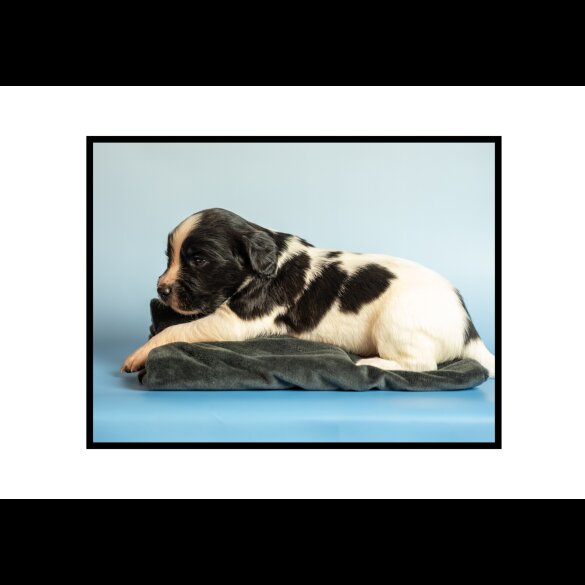 English Springer Spaniel