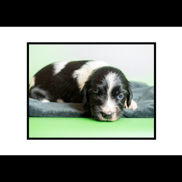 English Springer Spaniel