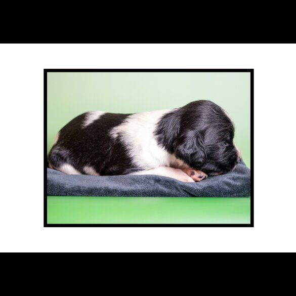 English Springer Spaniel