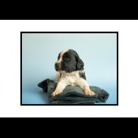 English Springer Spaniel