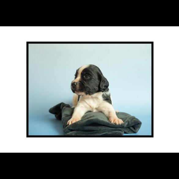 English Springer Spaniel