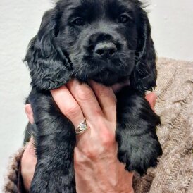 Cocker Spaniel (Show)