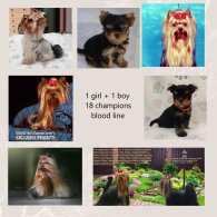Yorkshire Terrier
