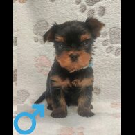 Yorkshire Terrier
