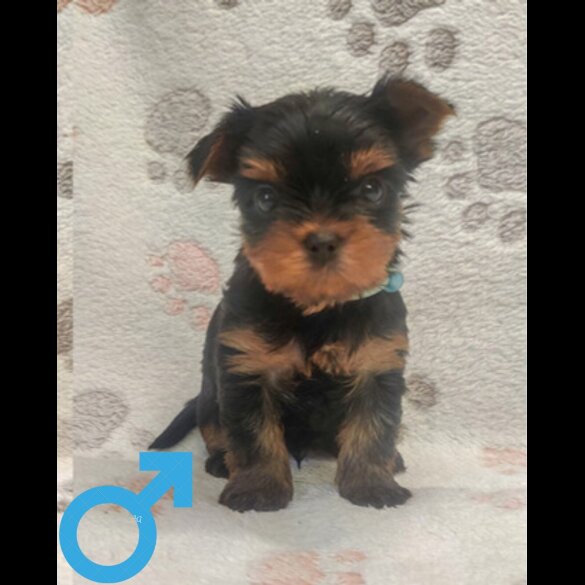 Yorkshire Terrier