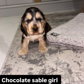 Cocker Spaniel (Show)