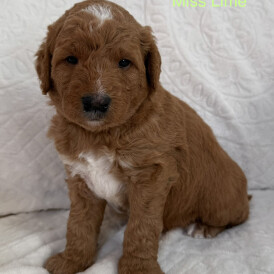 Labradoodle