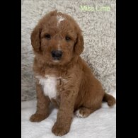 Labradoodle