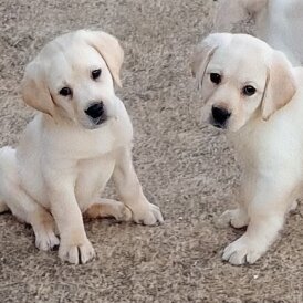 Labrador Retriever