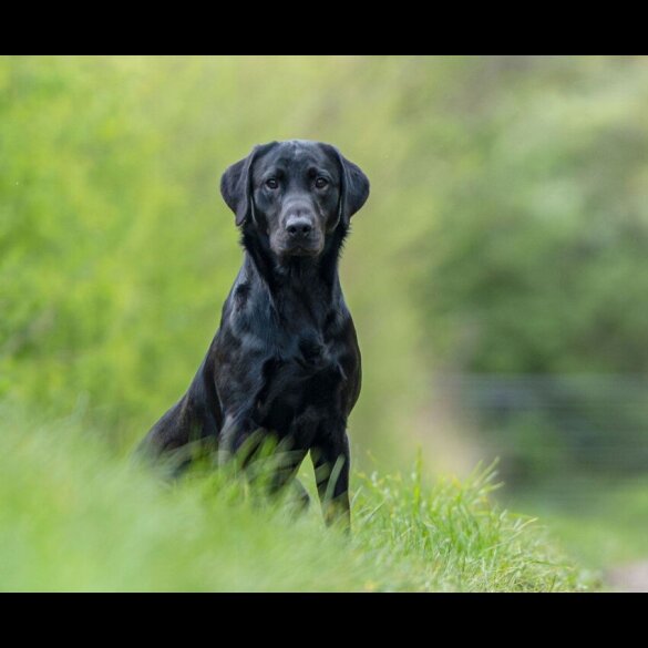 Labrador Retriever