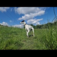Lurcher