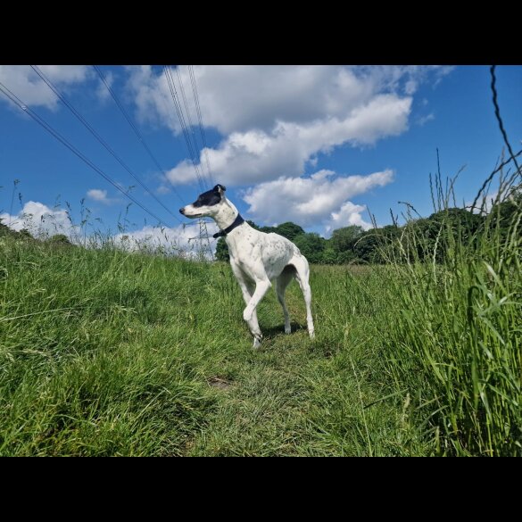 Lurcher