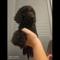Cockapoo