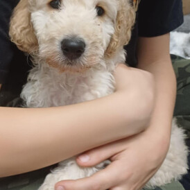 Cockapoo