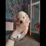 Maltipoo