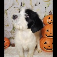 Tibetan Terrier