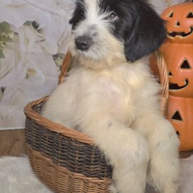 Tibetan Terrier