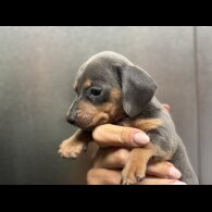 Dachshund (Miniature Smooth Haired)