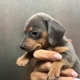 Dachshund (Miniature Smooth Haired)