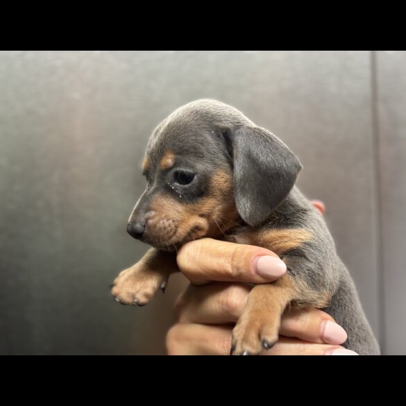 Dachshund (Miniature Smooth Haired)