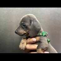 Dachshund (Miniature Smooth Haired)