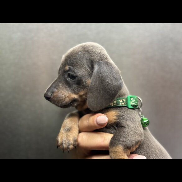 Dachshund (Miniature Smooth Haired)