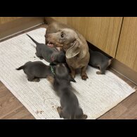 Dachshund (Miniature Smooth Haired)