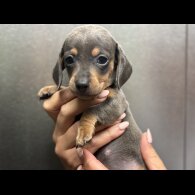 Dachshund (Miniature Smooth Haired)