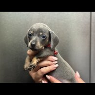 Dachshund (Miniature Smooth Haired)