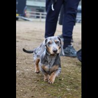 Dachshund (Miniature Long Haired)